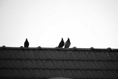 ISO 160 - 1/125 - 200mm - F/4.8 Street-04-2020