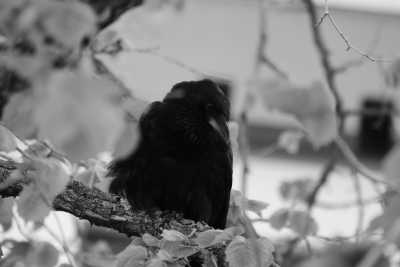 ISO 400 - 1/125 - 200mm - F/4.8 Street-04-2020