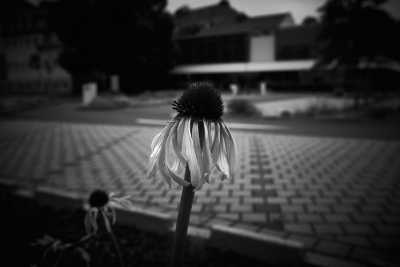 Street-06-2020